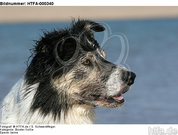 Border Collie Portrait / HTFA-000340