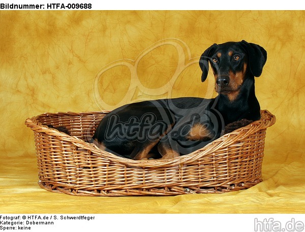 Dobermann im Körbchen / Doberman Pinscher in basket / HTFA-009688