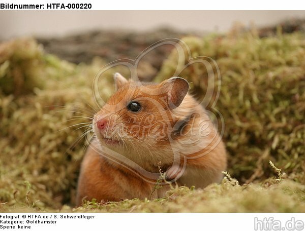 Goldhamster / golden hamster / HTFA-000220