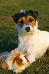 Parson Russell Terrier und Peruanermeerschwein / prt and guninea pig