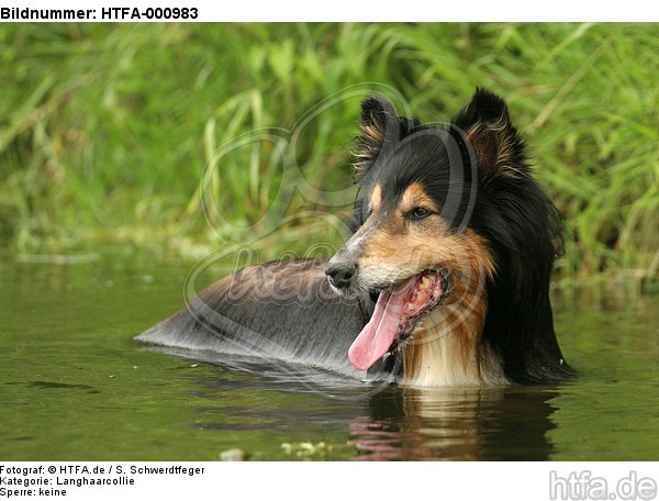 badender Langhaarcollie / bathing longhaired collie / HTFA-000983