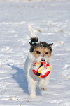 Parson Russell Terrier spielt im Schnee / prt playing in snow