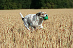 spielender Parson Russell Terrier / playing PRT