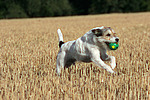 spielender Parson Russell Terrier / playing PRT