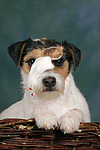 Parson Russell Terrier und Maus / dog and mouse