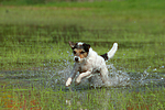 rennender Parson Russell Terrier / running PRT