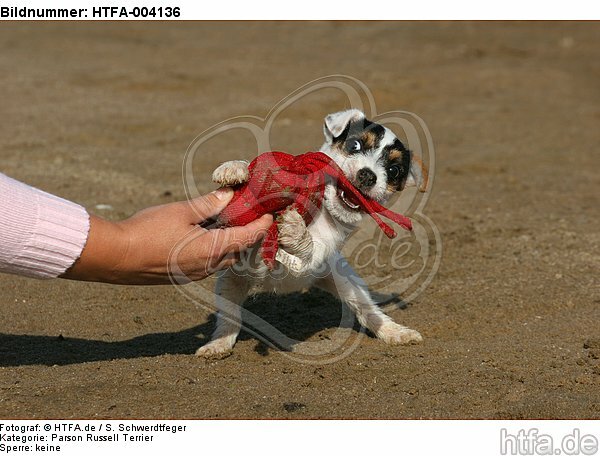 Parson Russell Terrier Welpe / parson russell terrier puppy / HTFA-004136