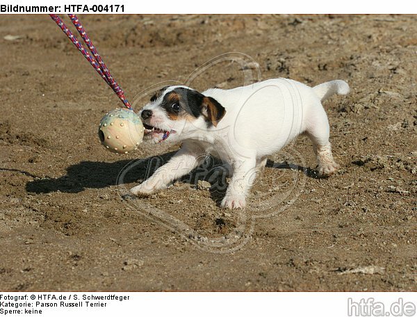 Parson Russell Terrier Welpe / parson russell terrier puppy / HTFA-004171