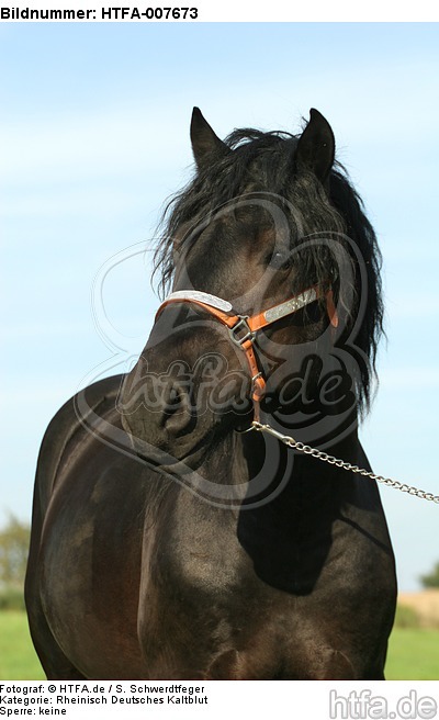 Rheinisch Deutscher Kaltblut Hengst / coldblood stallion / HTFA-007673