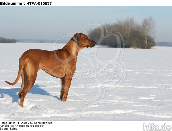 Rhodesian Ridgeback im Schnee / Rhodesian Ridgeback in snow / HTFA-010537